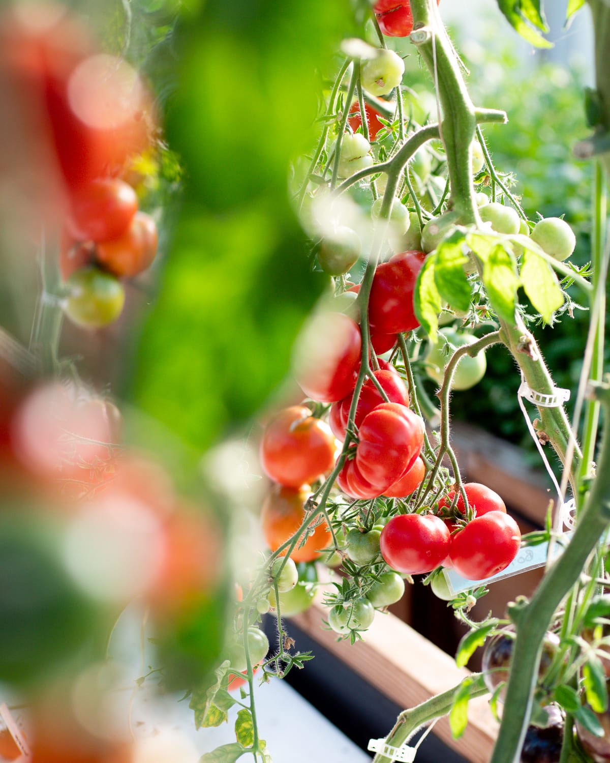 lichen_pauline_air_farm_tomates